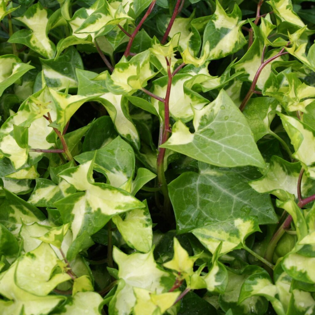 German Ivy Wax Leaf Variegated