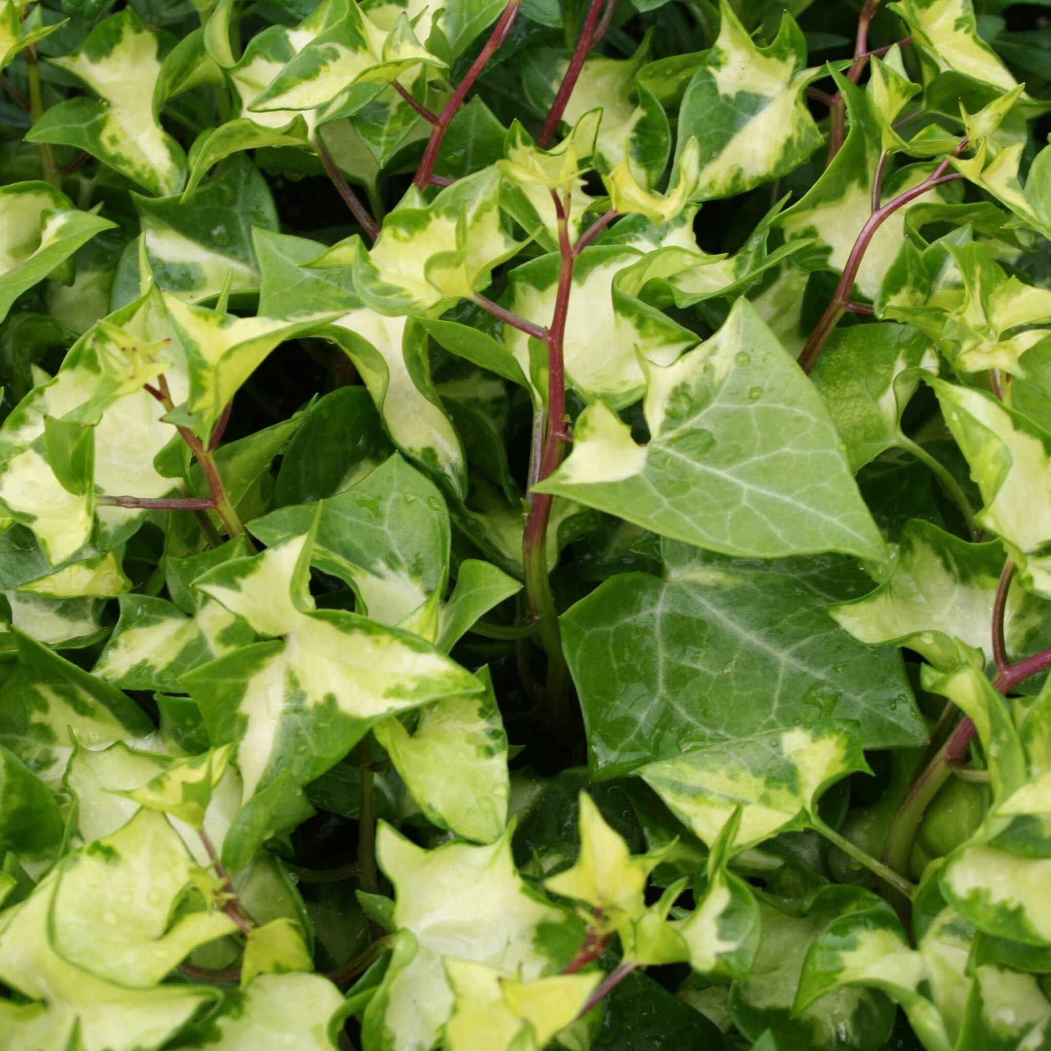German Ivy - Wax Leaf - Malmborgs