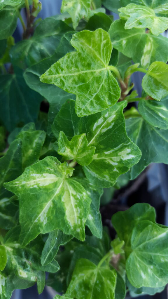Hedera Gold Ignot