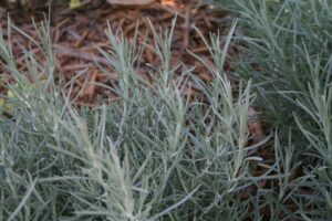 Helichrysum Icicles