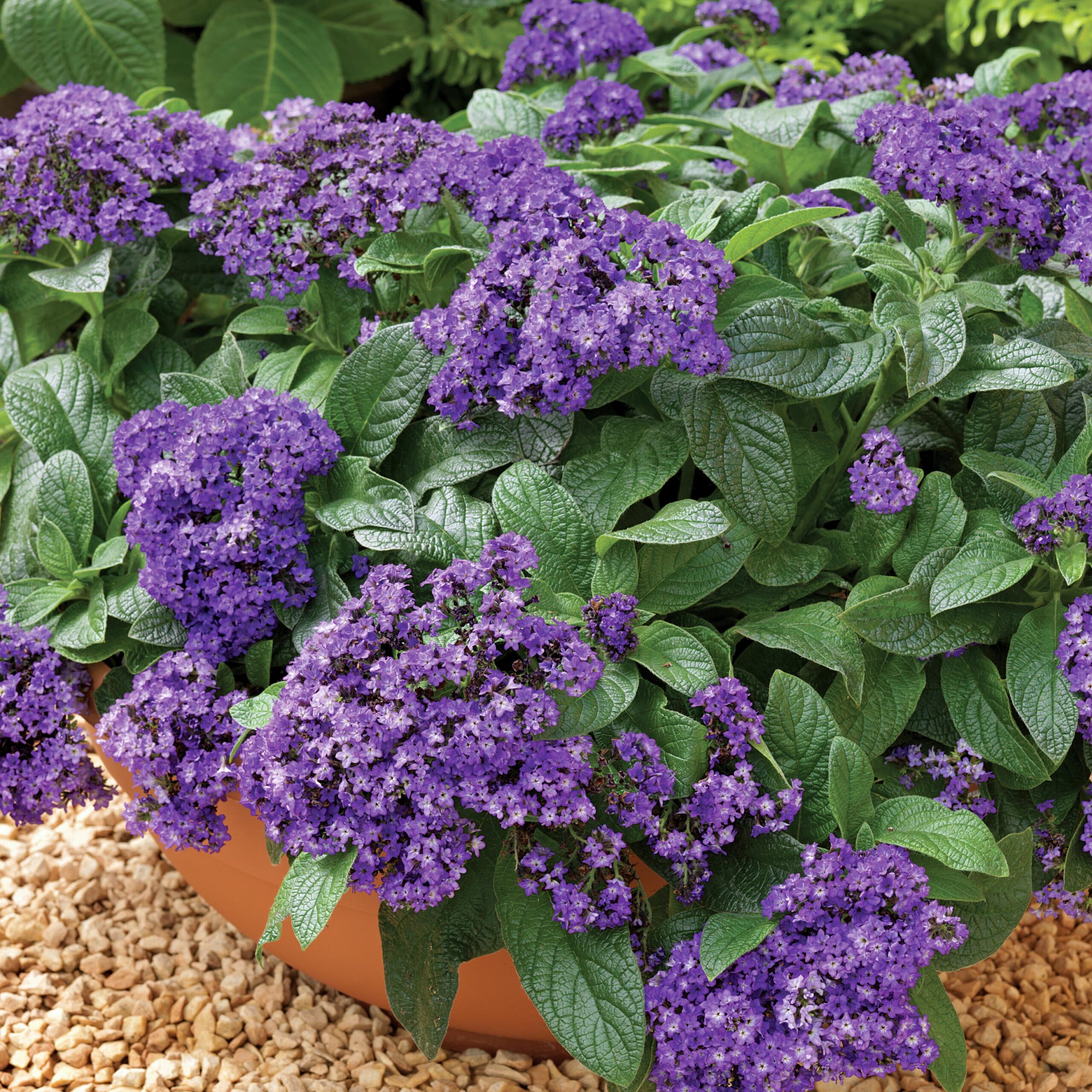 Heliotrope Sentropia Dark Blue