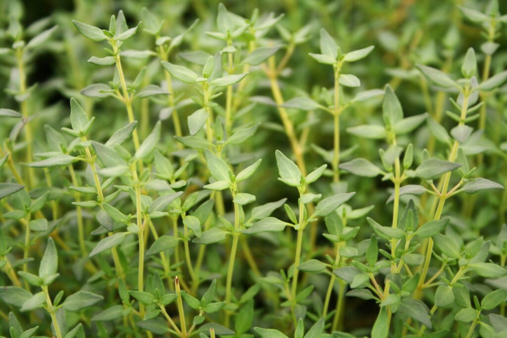 Thyme French