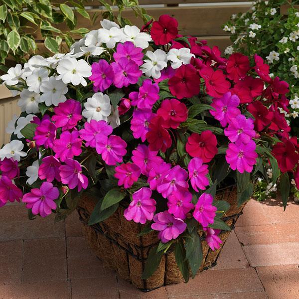 Impatiens Sunpatiens Best Friends Mix