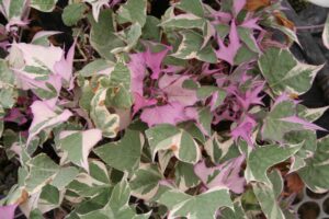 Ipomoea Tricolor