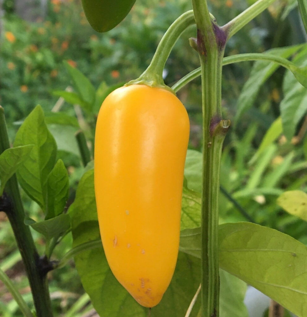Pepper Jalapeno Yellow
