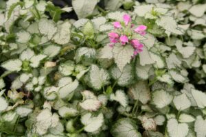 Lamium Beacon Silver