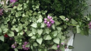 Lamium Orchid Frost