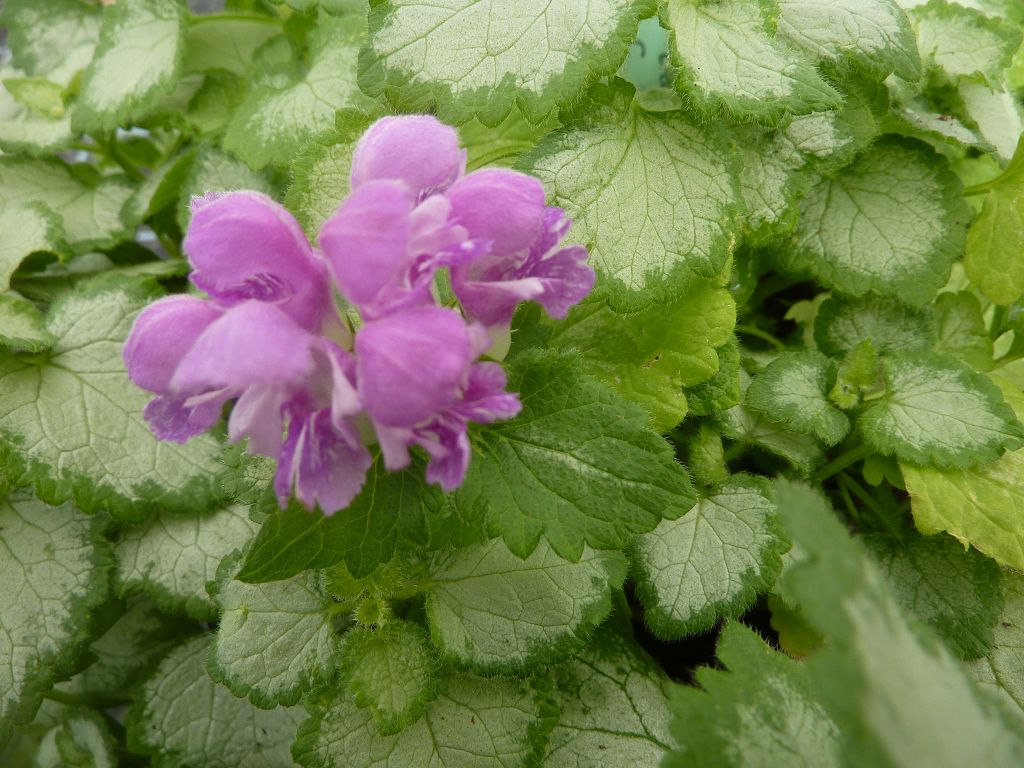 Lamium Orchid Frost Gold