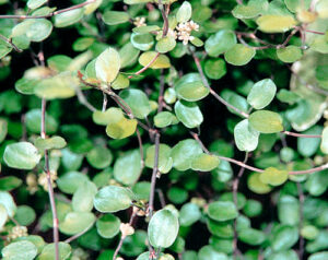 Muehlenbeckia Wire Vine - Small Leaf