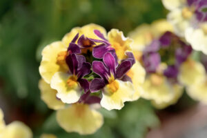 Nemesia ESCENTIAL Passionberry