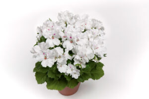 Geranium Regal Aristo White