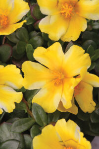 Portulaca SeaGlassLemon Twist