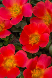 Portulaca SeaGlass Grenadine