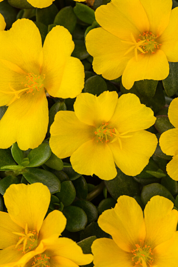 Portulaca SeaGlass Limón