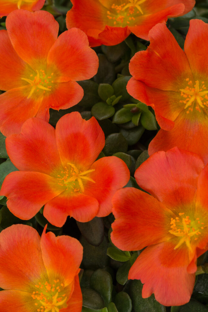 Portulaca SeaGlass Tangerine