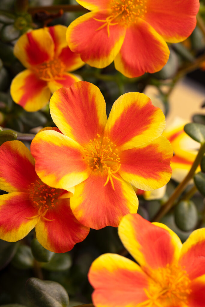 Portulaca Seaglass Orange Shandy