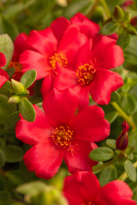 Portulaca Seaglass Red