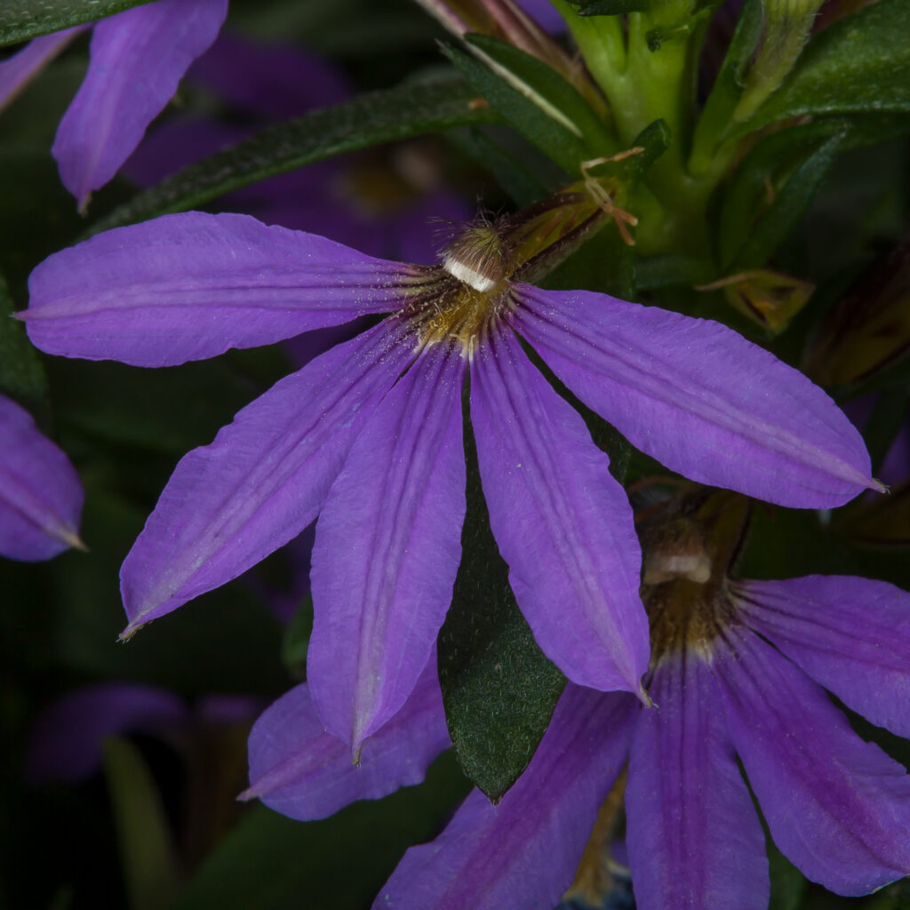 Scaevola Bombay Compact Dark Blue