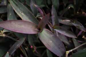 Tradescantia (Setcreasea) Purple