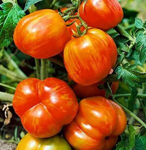 Tomato Mr Stripey (1 lb.)