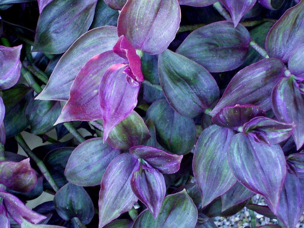 Tradescantia Wandering Jew Zebra Purple