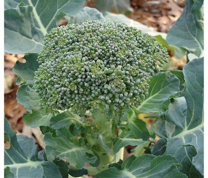 Broccoli Lieutenant