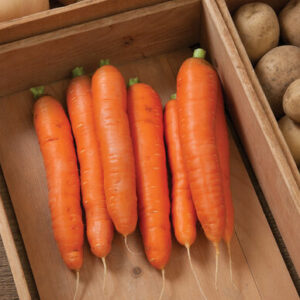 Carrots Bolero