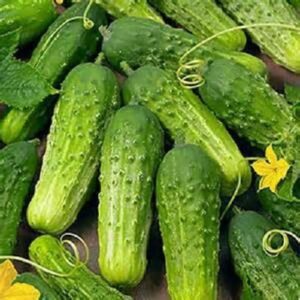 Cucumber Pickling