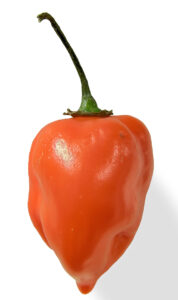 Pepper Habanero (Very Hot)