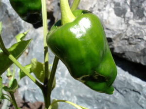 Pepper Poblano (Mildly Hot)
