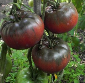 Tomato Black Krim (1/2 lb.)
