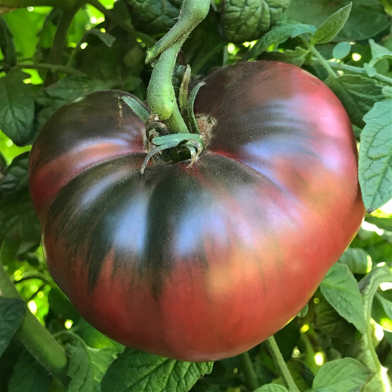 Tomato Cherokee Purple (1/2 lb.)