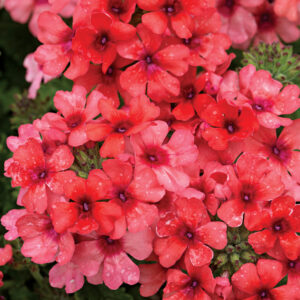 Verbena Estrella Lobsterfest