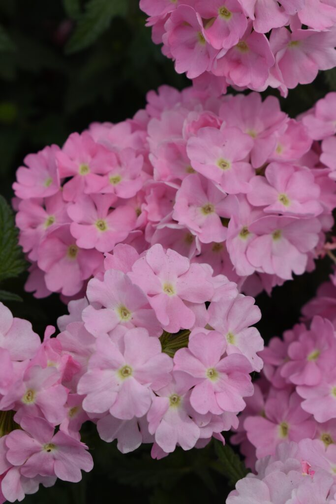 Verbena Estrella Taffy Pink