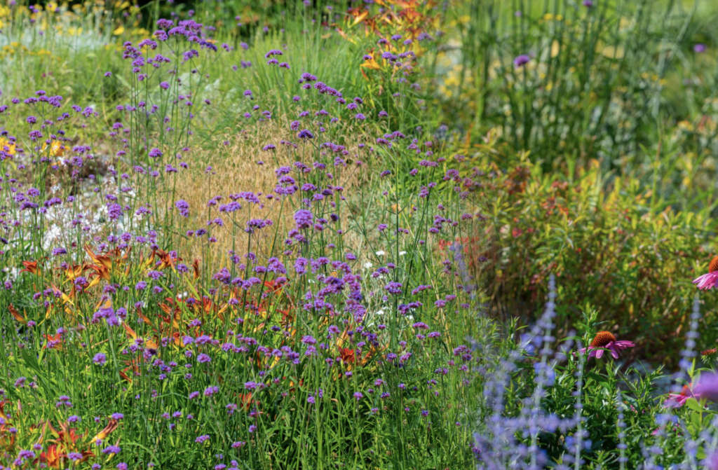 The Best Perennials for Your Garden - Malmborgs