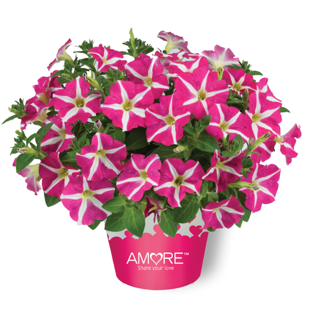 Petunia Amore Pink Hearts