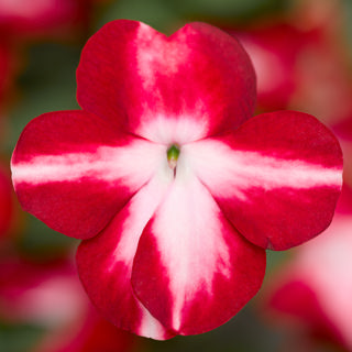 Impatiens Imara XDR Red Star