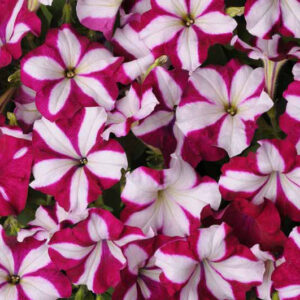 Petunia Easy Wave Burgundy Star