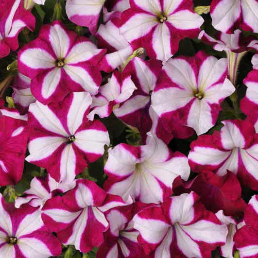 Petunia Easy Wave Burgundy Star