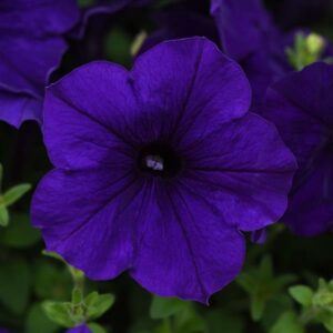 Petunia Easy Wave E3 Blue