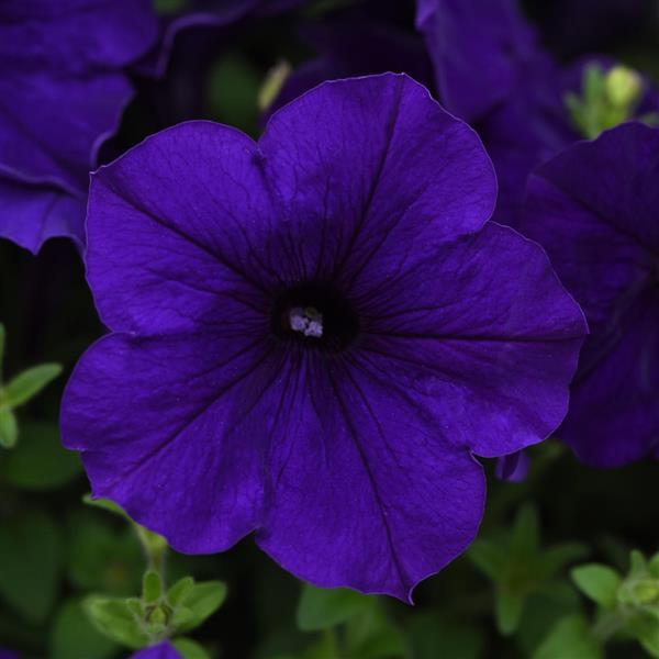 Petunia Easy Wave E3 Blue
