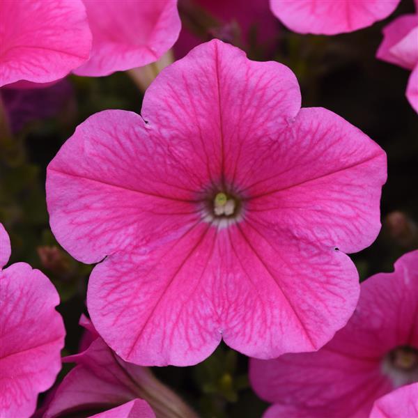 Petunia Easy Wave E3 Pink Cosmo
