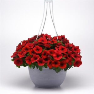 etunia Easy Wave E3 Red