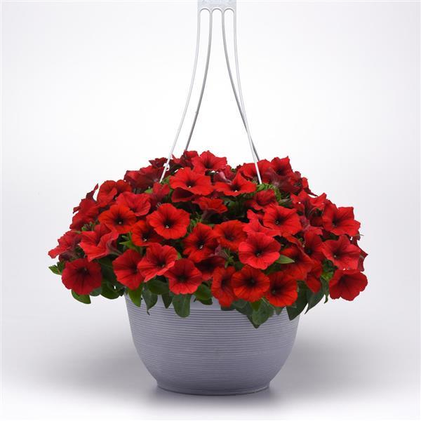 etunia Easy Wave E3 Red