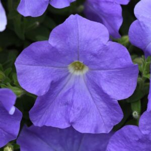 Petunia Easy Wave E3 Sky Blue