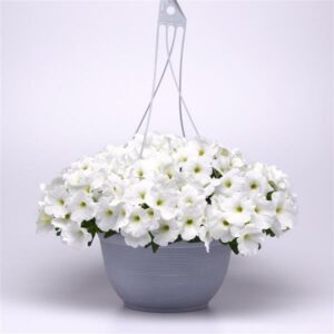 Petunia Easy Wave E3 White