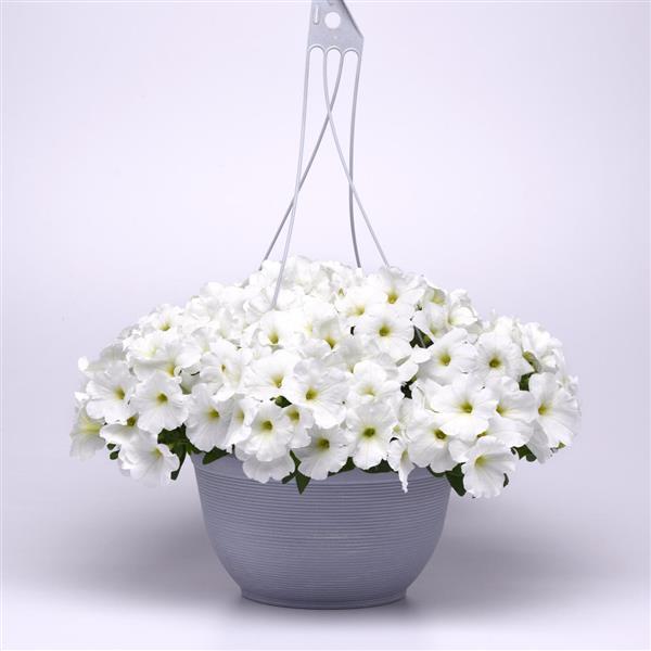 Petunia Easy Wave E3 White
