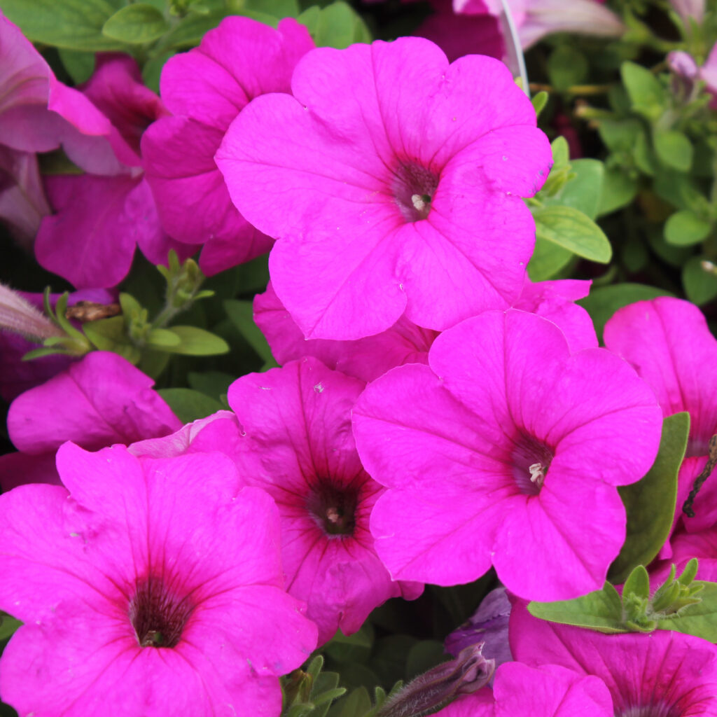 Petunia Easy Wave Neon Rose