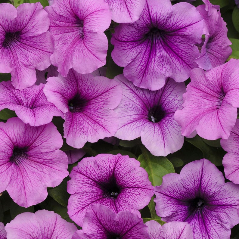 Petunia Easy Wave Plum Vein
