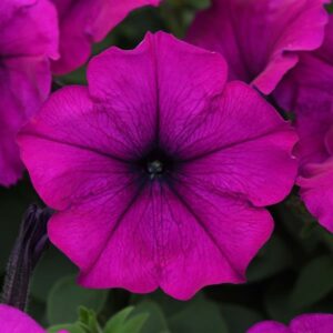 Petunia Easy Wave Violet